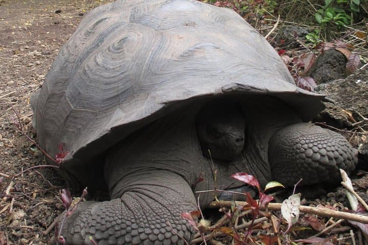 Andes to Islands: Machu Picchu & Galapagos 10-Day Expedition photo 6