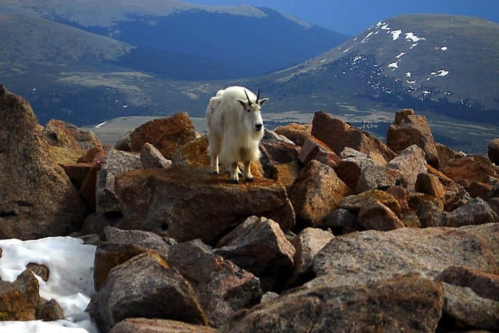 Conquer Mount Blue Sky: Scenic Day Trip from Denver to the Rockies’ Highest Summit photo 3