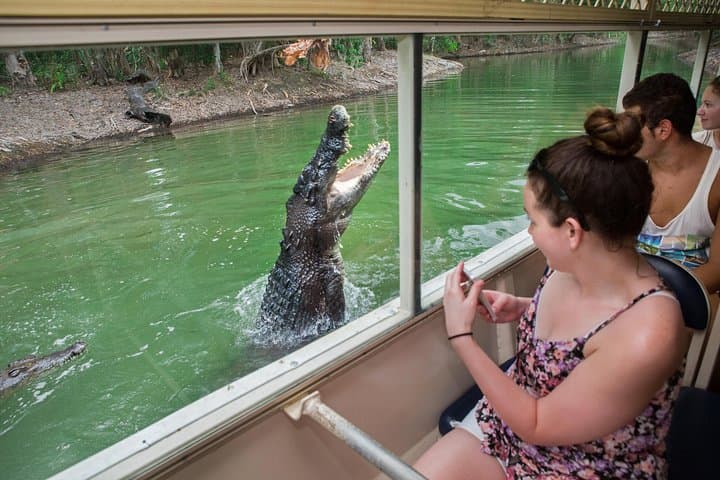Hartley's Crocodile Adventures: Cairns Day Trip to See Crocs, Cassowaries & Wetland Life