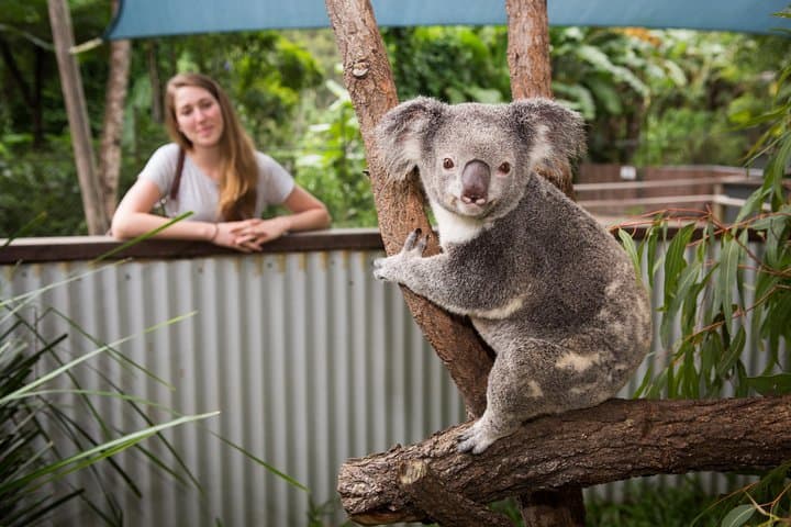 Hartley's Crocodile Adventures: Cairns Day Trip to See Crocs, Cassowaries & Wetland Life photo 3