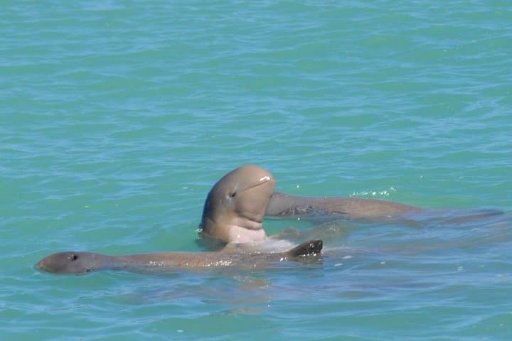Snubfin Dolphin Eco Cruise in Broome — Roebuck Bay Wildlife Morning