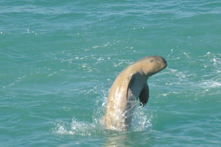 Snubfin Dolphin Eco Cruise in Broome — Roebuck Bay Wildlife Morning photo 2