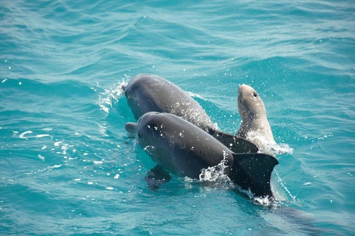 Snubfin Dolphin Eco Cruise in Broome — Roebuck Bay Wildlife Morning photo 3