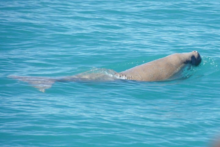Snubfin Dolphin Eco Cruise in Broome — Roebuck Bay Wildlife Morning photo 4