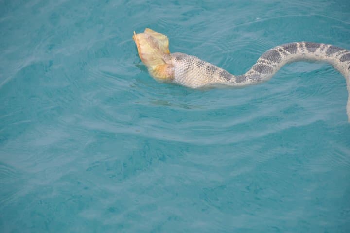 Snubfin Dolphin Eco Cruise in Broome — Roebuck Bay Wildlife Morning photo 5