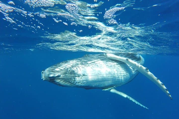 Bora Bora Whale Watching: Humpback Encounters and Hydrophone Listening photo 2