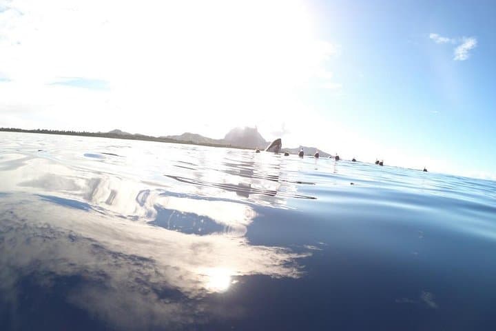 Bora Bora Whale Watching: Humpback Encounters and Hydrophone Listening photo 3