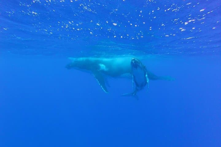 Bora Bora Whale Watching: Humpback Encounters and Hydrophone Listening photo 4