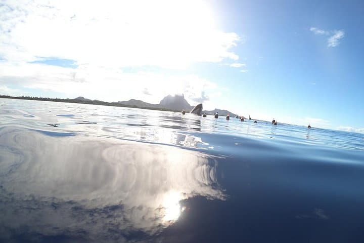 Bora Bora Whale Watching: Humpback Encounters and Hydrophone Listening photo 5