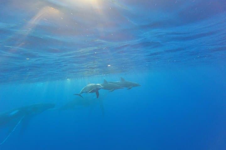 Bora Bora Whale Watching: Humpback Encounters and Hydrophone Listening photo 6