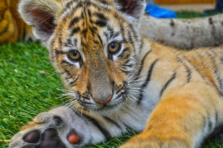 Terra Natura Benidorm: An Immersive Zoo Experience on Spain’s Costa Blanca photo 3
