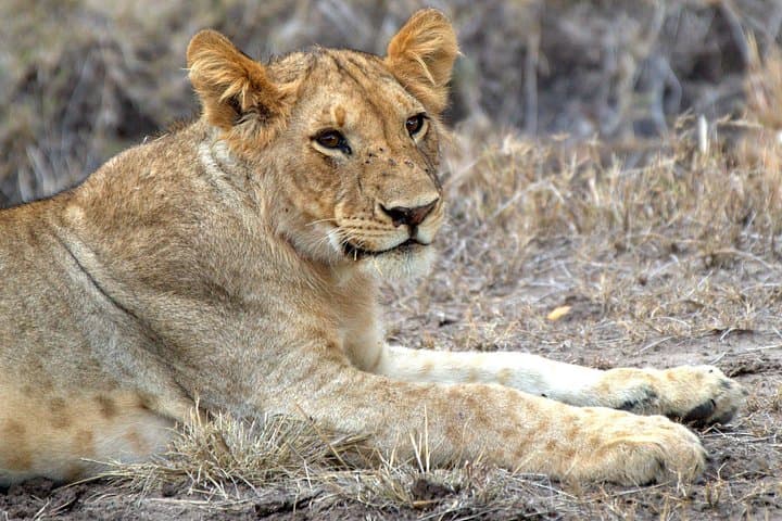 4-Day Masai Mara Camping Safari: Big Five, Wildebeest River Crossings, and Camp Life photo 4
