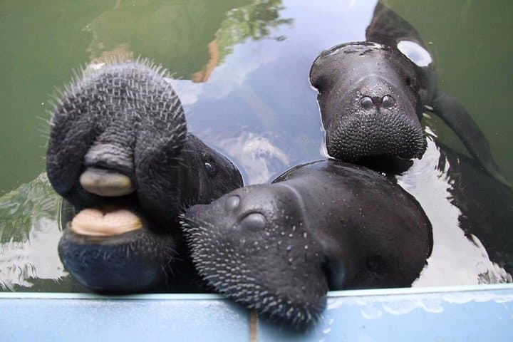 Amazon Rescue Center (Iquitos): Manatee Conservation Visit and Rehabilitation Tour photo 2