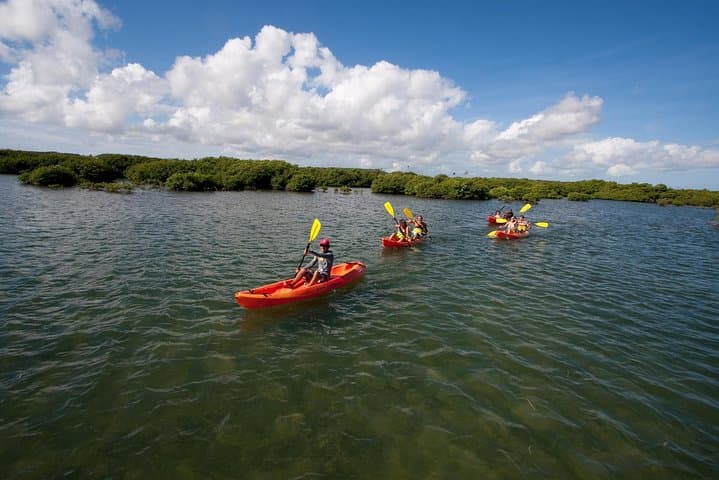 Antigua Zipline and Mangrove Kayak Combo from St. John's — Rainforest to Reef in One Day photo 4