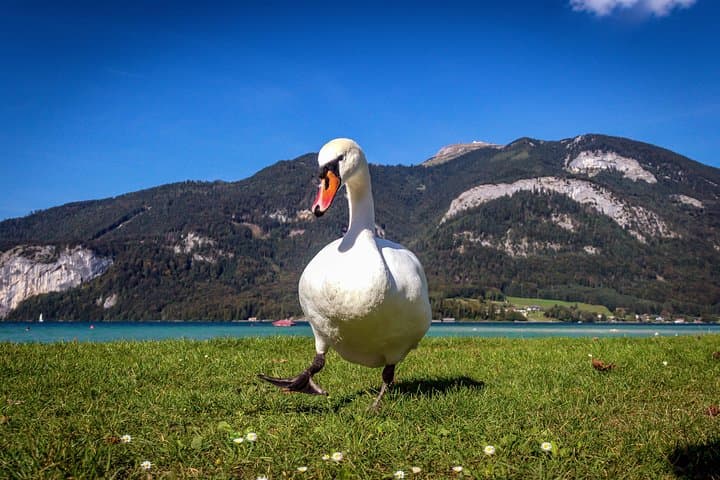 Private Lake District Tour: St. Wolfgang, St. Gilgen & Fuschlsee Day Trip from Salzburg photo 4
