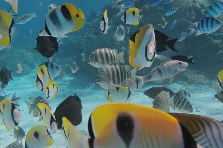 Responsible Half-Day Snorkel Safari in Bora Bora's Lagoon photo 2