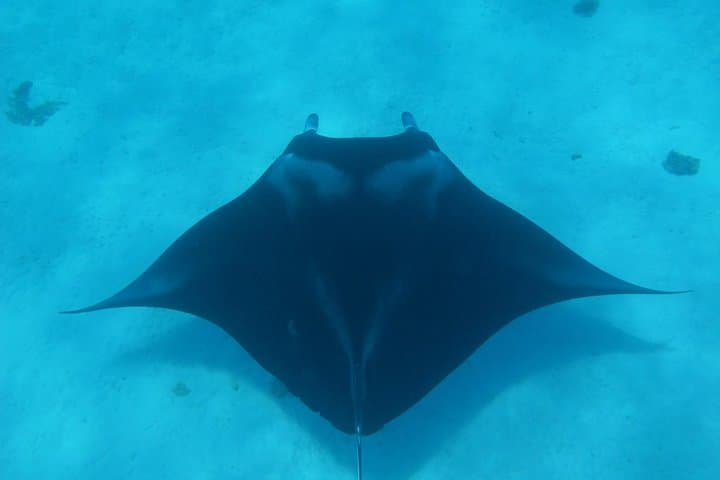 Responsible Half-Day Snorkel Safari in Bora Bora's Lagoon photo 3