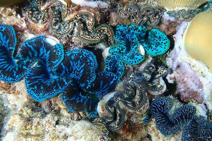 Responsible Half-Day Snorkel Safari in Bora Bora's Lagoon photo 4