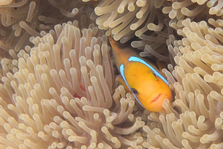 Responsible Half-Day Snorkel Safari in Bora Bora's Lagoon photo 5