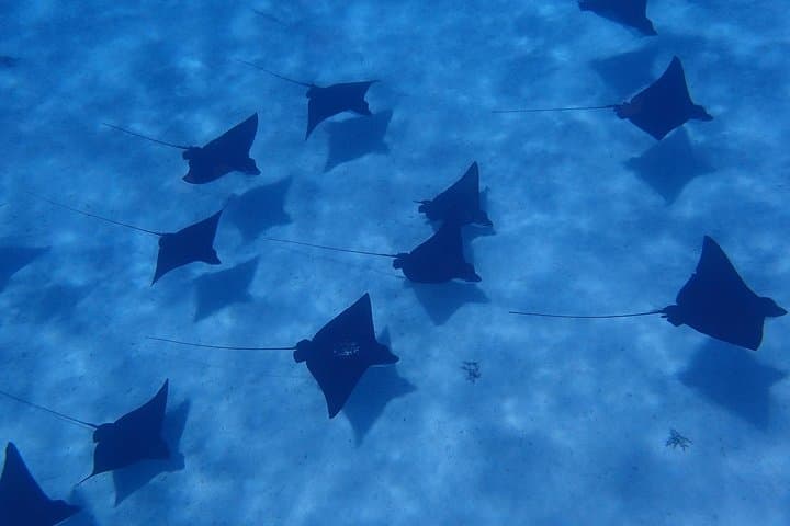 Responsible Half-Day Snorkel Safari in Bora Bora's Lagoon photo 6
