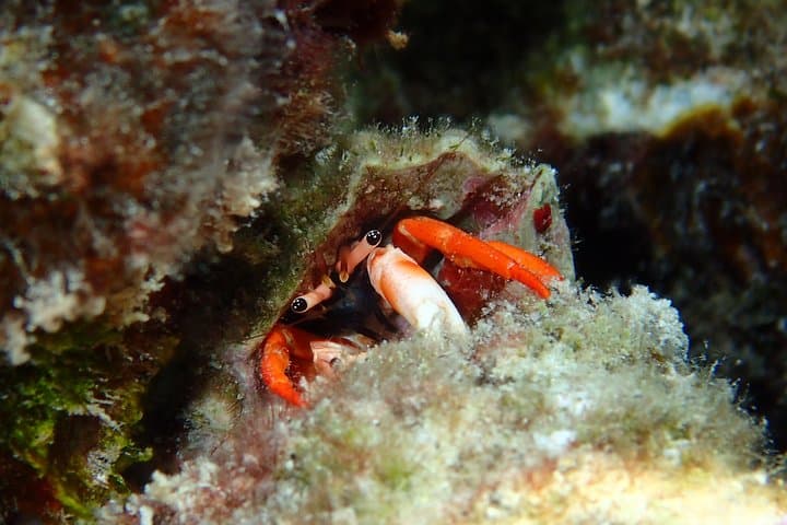 Bora Bora Full-Day Dive and Snorkel Combo — Two-Tank Scuba & Lagoon Snorkel photo 4