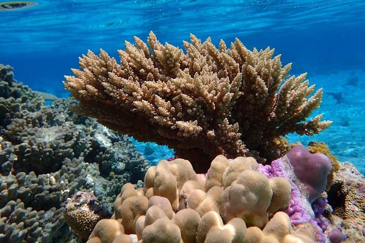 Private Bora Bora Lagoon Snorkeling Tour: Mantas, Sharks & Coral Gardens photo 2