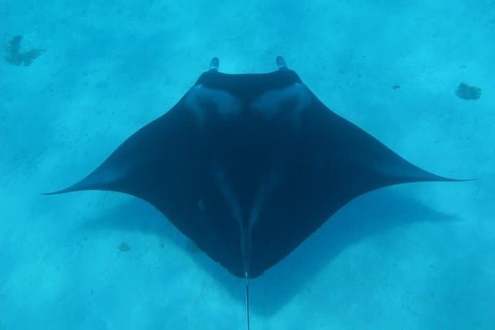 Bora Bora Full-Day Dive and Snorkel Combo — Two-Tank Scuba & Lagoon Snorkel photo 3