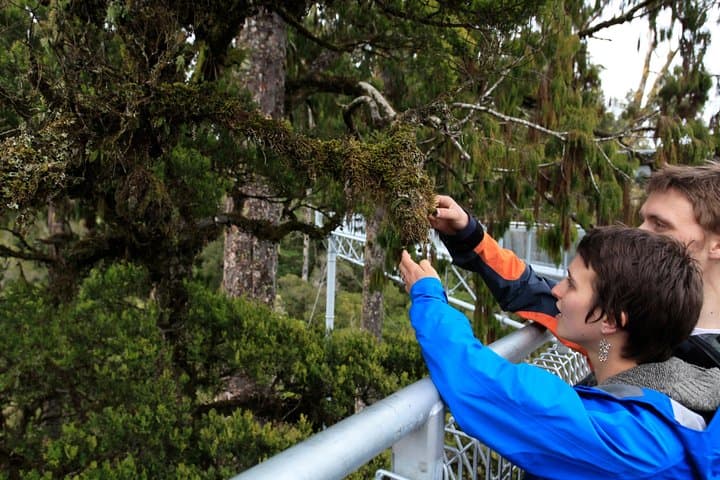 Hokitika Gorge & Tree Top Walkway: West Coast’s Turquoise Rivers and Canopy Heights photo 3