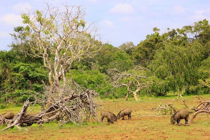Yala Leopard Safari: Full-Day Private Game Drive & Beach Picnic photo 3