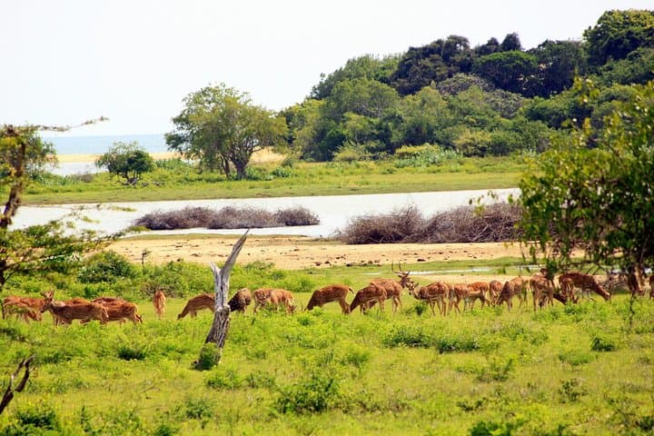 Yala Leopard Safari: Full-Day Private Game Drive & Beach Picnic photo 4