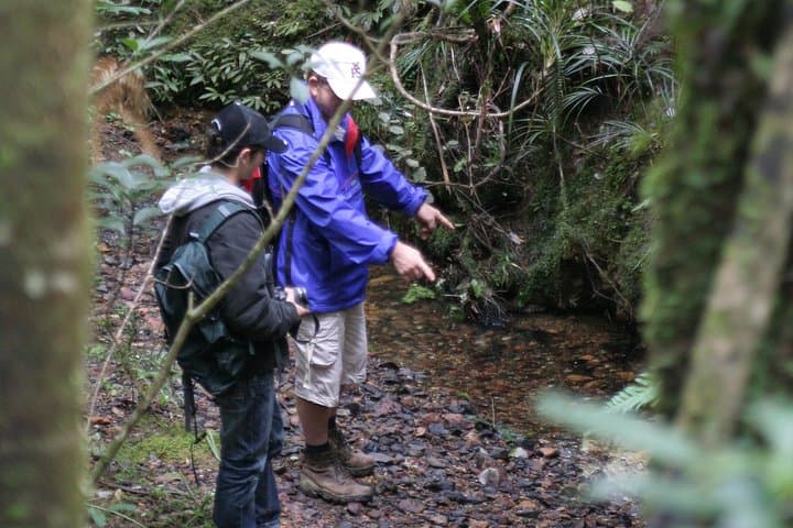 Puketi Rainforest Guided Walks: Kauri Giants, Night Kiwi and Subtropical Trails photo 3