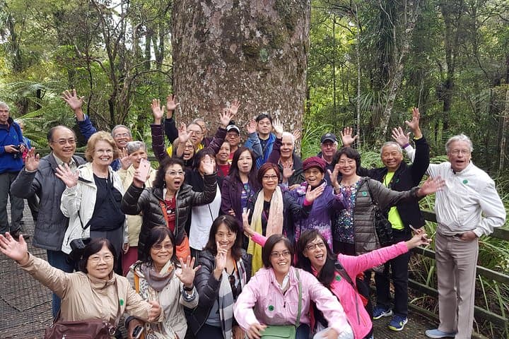 Puketi Rainforest Guided Walks: Kauri Giants, Night Kiwi and Subtropical Trails photo 4
