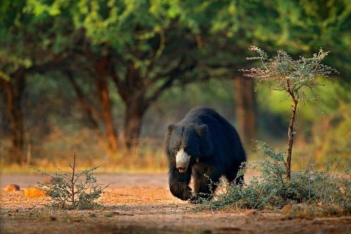 Sri Lanka 11-Day Coastal Adventure: Beaches, Whales & Yala Safari photo 2