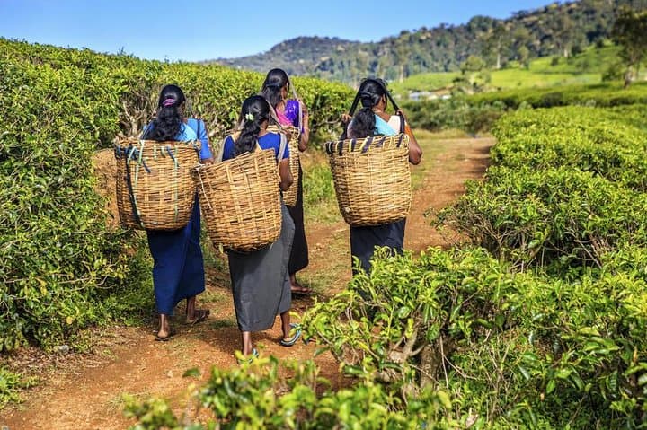 Private Tea Plucking and Tea Factory Tour from Nuwara Eliya — Hands-On Ceylon Tea Experience photo 3