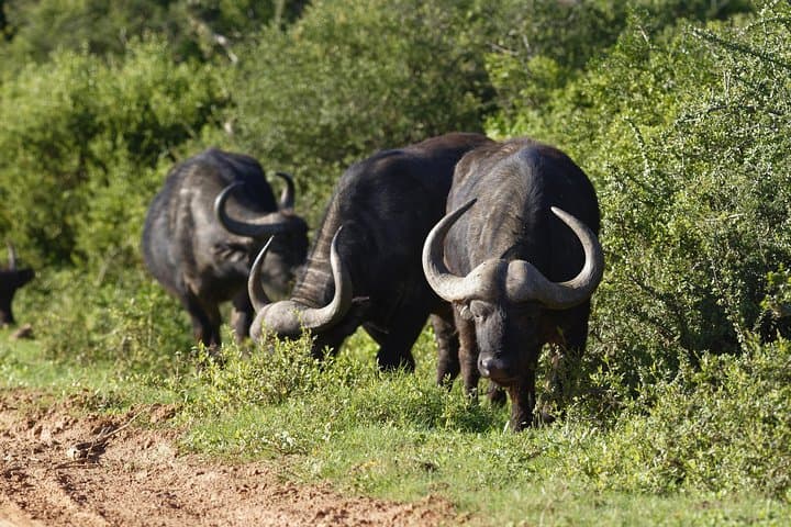 Addo Elephant Day Safari — Shore Excursion From Port Elizabeth (Gqeberha) photo 5