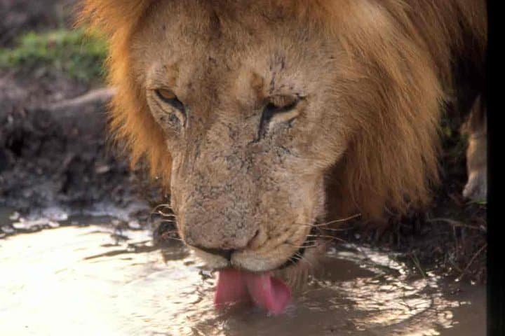 Budget 4-Day Camping Safari to Serengeti & Ngorongoro from Arusha photo 1