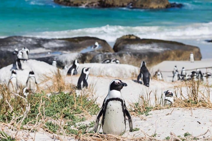 Cape Point & Constantia Wine Tour — Private Full-Day Cape Town Experience photo 3