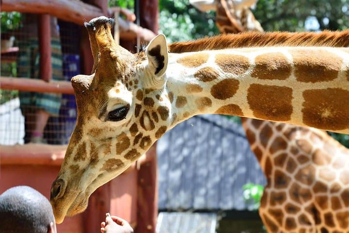 6-Day Masai Mara, Hell's Gate & Lake Naivasha Safari photo 6
