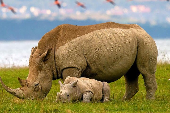 2-Day Lake Nakuru Safari: Flamingos, Rhinos & Big Five Game Drives photo 5