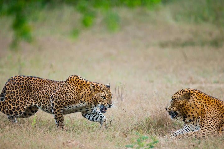 Overnight Leopard Safari & Luxury Glamping in Yala National Park