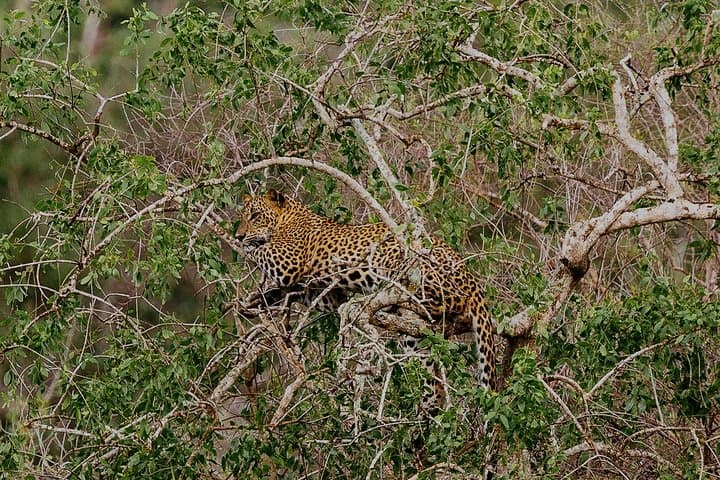 Overnight Leopard Safari & Luxury Glamping in Yala National Park photo 5