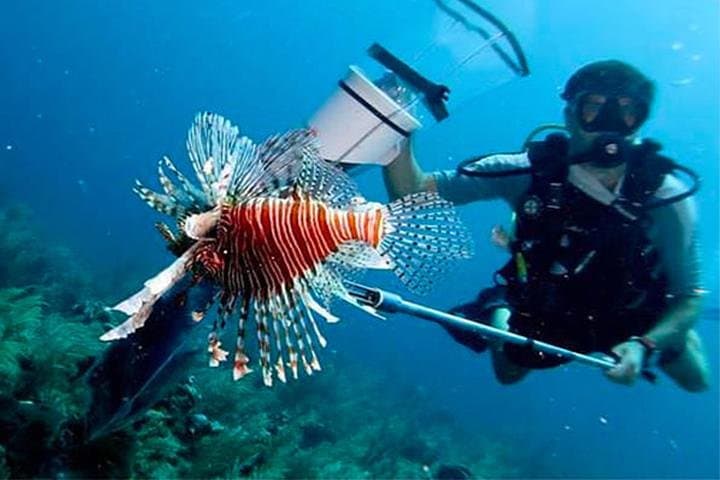Roatan Sustainable Lionfish Spearfishing Dive — Catch, Learn, and Eat photo 4