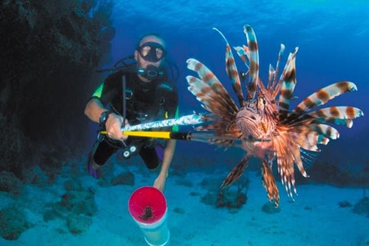 Roatan Sustainable Lionfish Spearfishing Dive — Catch, Learn, and Eat photo 6