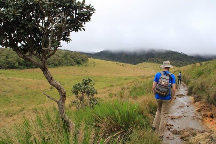 Horton Plains & Pedro Tea: Nuwara Eliya Day Trip to World's End and Tea Plucking photo 1