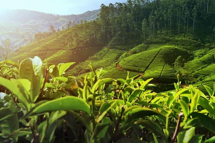 Horton Plains & Pedro Tea: Nuwara Eliya Day Trip to World's End and Tea Plucking photo 3