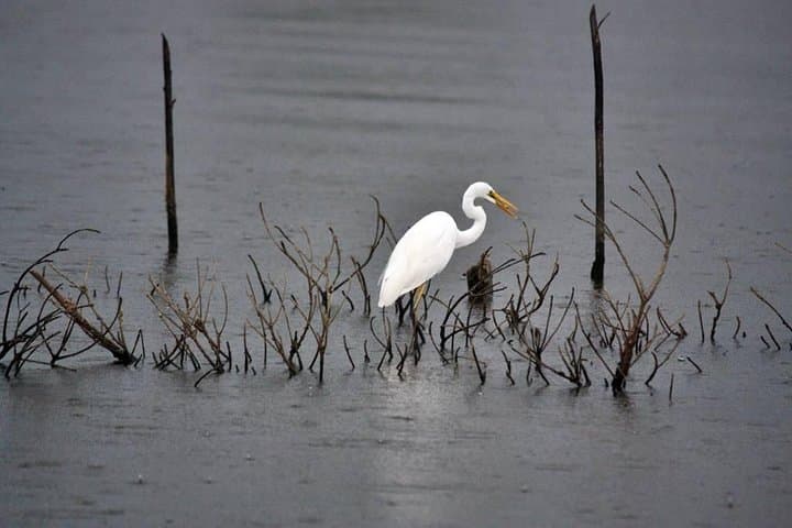 Muthurajawela Bird Watching TukTuk & Boat Tour from Negombo photo 3