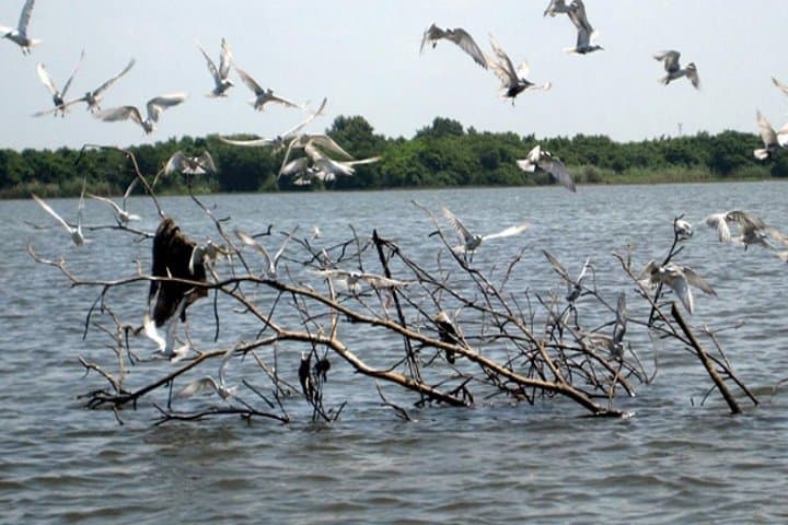 Muthurajawela Bird Watching TukTuk & Boat Tour from Negombo photo 5