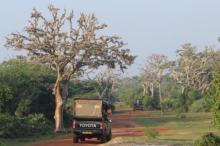 Bundala Full-Day Safari: Flamingos, Crocodiles & Coastal Lagoons photo 2