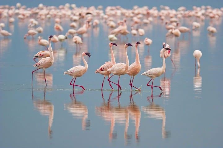 Bundala Full-Day Safari: Flamingos, Crocodiles & Coastal Lagoons photo 3