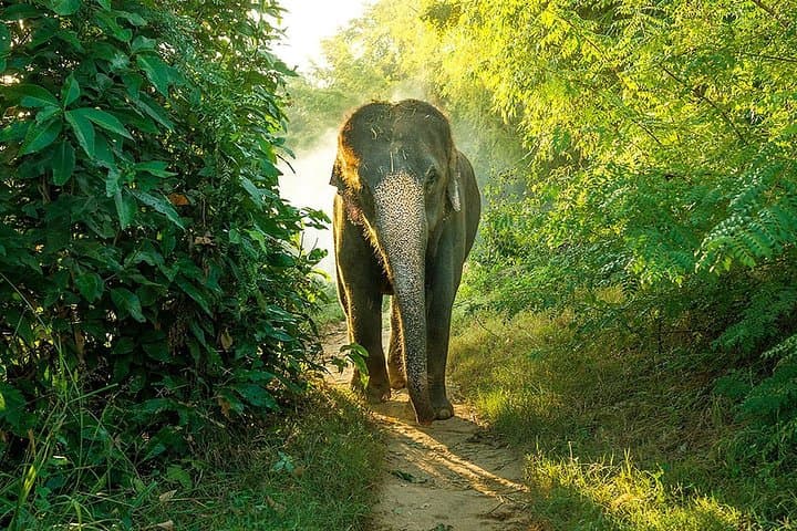 Bundala Full-Day Safari: Flamingos, Crocodiles & Coastal Lagoons photo 4